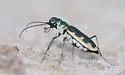 Cream-edged Tiger Beetle