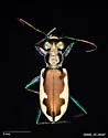 Cream-edged Tiger Beetle - photo 2