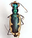 Cream-edged Tiger Beetle - photo 3
