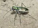 Cream-edged Tiger Beetle - photo 4