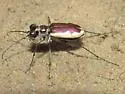 Cream-edged Tiger Beetle - photo 5