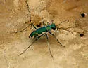 Glittering Tiger Beetle