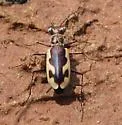 Glittering Tiger Beetle - photo 2