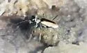 Glittering Tiger Beetle - photo 3