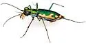 Glittering Tiger Beetle - photo 4