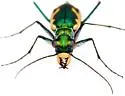Glittering Tiger Beetle - photo 5