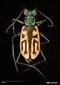 Western Tidal Flat Tiger Beetle