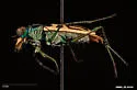 Western Tidal Flat Tiger Beetle - photo 2