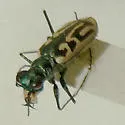 Western Tidal Flat Tiger Beetle - photo 3