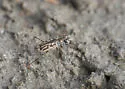 Western Tidal Flat Tiger Beetle - photo 4