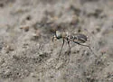 Western Tidal Flat Tiger Beetle - photo 5