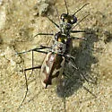 Gulfshore Tiger Beetle