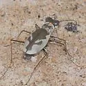 Gulfshore Tiger Beetle - photo 2