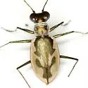 Gulfshore Tiger Beetle - photo 3