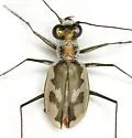 Gulfshore Tiger Beetle - photo 4