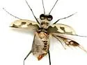 Gulfshore Tiger Beetle - photo 5