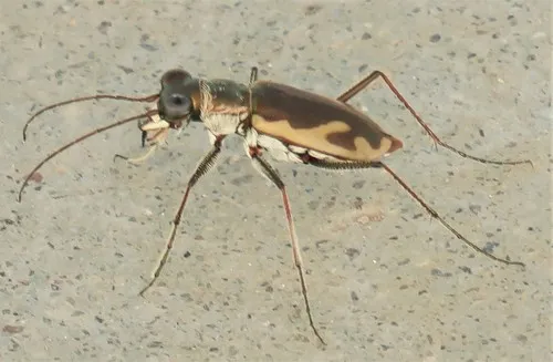 Riparian Tiger Beetle