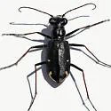 Saltmarsh Tiger Beetle