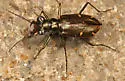 Saltmarsh Tiger Beetle - photo 2
