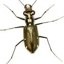 Saltmarsh Tiger Beetle - photo 3