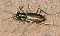 Saltmarsh Tiger Beetle - photo 4