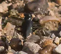 Saltmarsh Tiger Beetle - photo 5