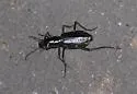 Elusive Tiger Beetle - Eunota striga