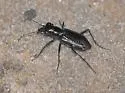 Elusive Tiger Beetle - photo 2