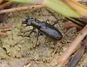 Elusive Tiger Beetle - photo 3