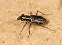 Elusive Tiger Beetle - photo 4