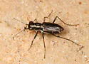 Elusive Tiger Beetle - photo 5