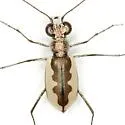 White-cloaked Tiger Beetle