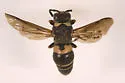 Euodynerus annectens
