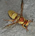 Euodynerus annulatus