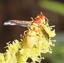 Euodynerus annulatus - photo 2