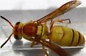 Euodynerus annulatus - photo 4