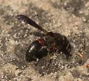 Euodynerus apopkensis - photo 3