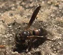 Euodynerus apopkensis - photo 4