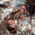 Euodynerus apopkensis - photo 5