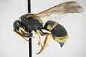 Euodynerus auranus