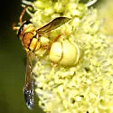 Euodynerus auranus - photo 2