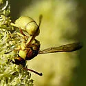 Euodynerus auranus - photo 3