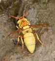 Euodynerus auranus - photo 4