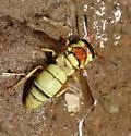 Euodynerus auranus - photo 5