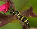 Euodynerus barberi