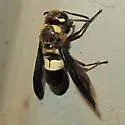 Euodynerus bidens - photo 3