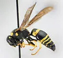 Euodynerus blakeanus