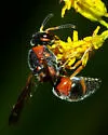 Euodynerus boscii