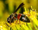 Euodynerus boscii - photo 3