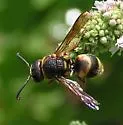 Euodynerus boscii - photo 4
